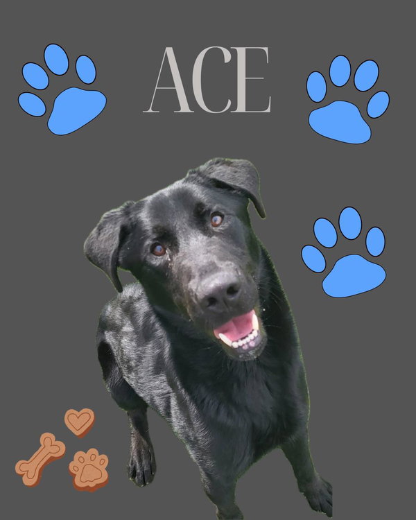 Pound Dog-Ace #18915 Courtesy Listing