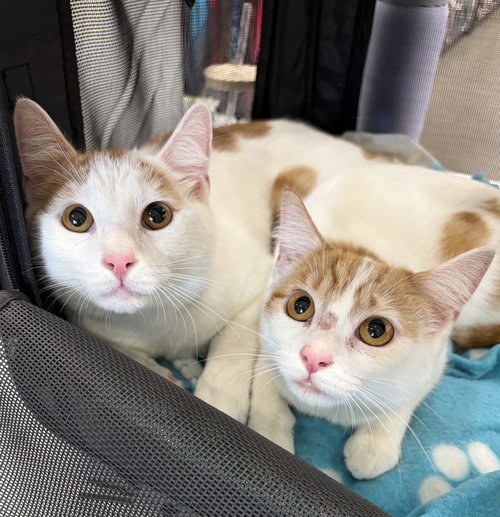 Tater & Tot