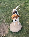 Gus-Beagle Boy