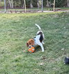 Gus-Beagle Boy