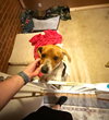 Gus-Beagle Boy