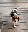 Gus-Beagle Boy