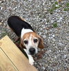 Gus-Beagle Boy
