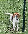 Gus-Beagle Boy