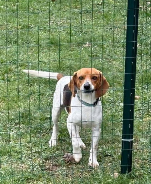 Gus-Beagle Boy, an adoptable Beagle in Rootstown, OH