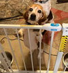 Shorty-Beagle Boy
