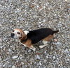 Shorty-Beagle Boy