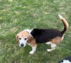 Shorty-Beagle Boy
