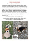 Shorty-Beagle Boy