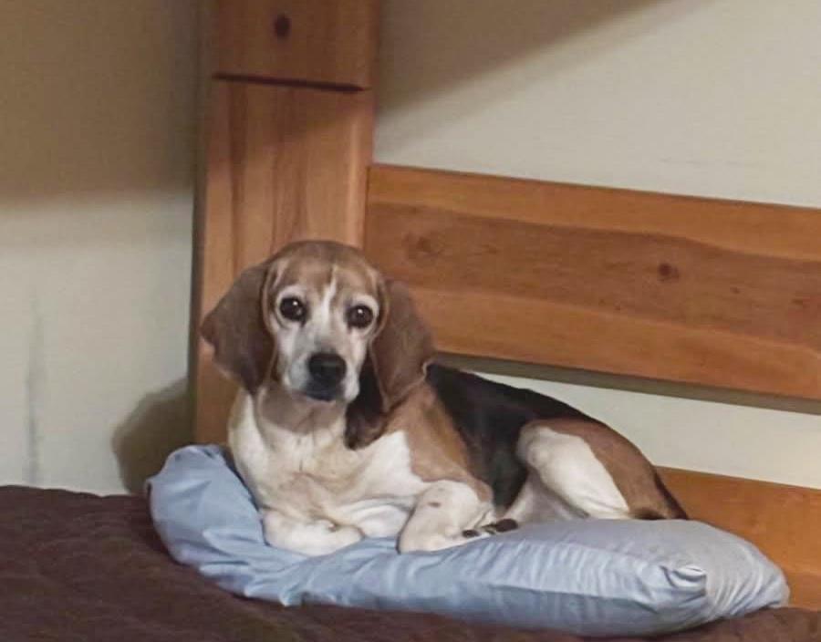 Shorty-Beagle Boy