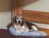 Shorty-Beagle Boy