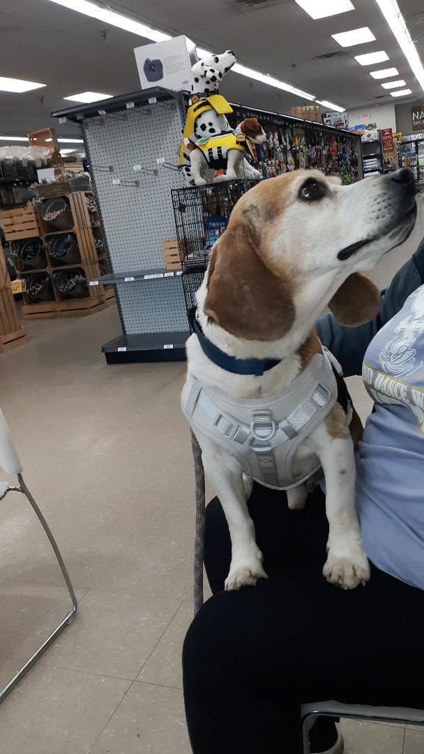 Shorty-Beagle Boy