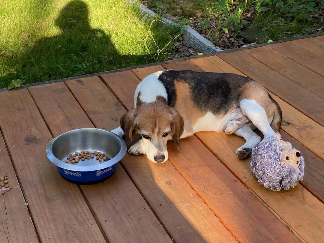 Shorty-Beagle Boy image 4