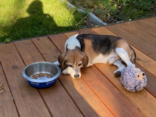 Shorty-Beagle Boy, photo 4