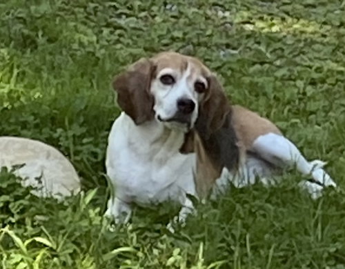 Shorty-Beagle Boy, photo 6