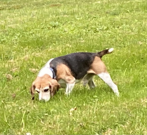 Shorty-Beagle Boy, photo 8