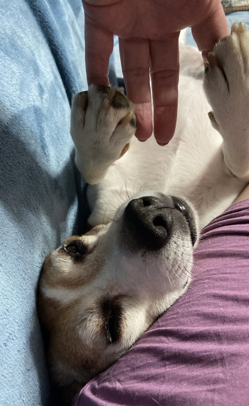 Shorty-Beagle Boy, photo 9