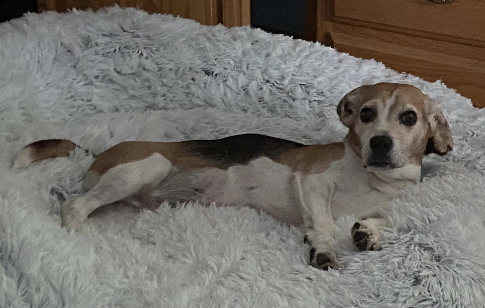 Shorty-Beagle Boy image 3