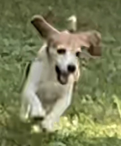 Shorty-Beagle Boy, photo 5