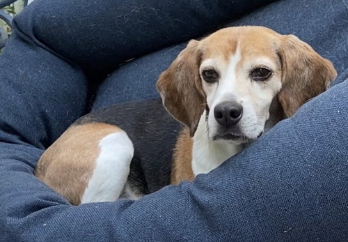 Shorty-Beagle Boy, photo 7