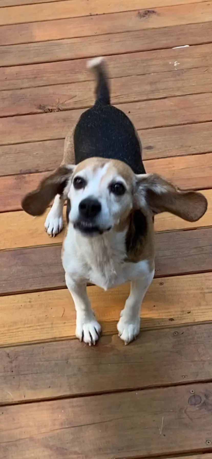 Shorty-Beagle Boy image 1