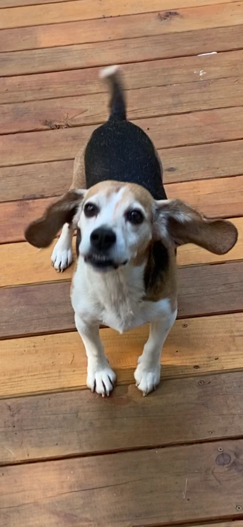 Shorty-Beagle Boy