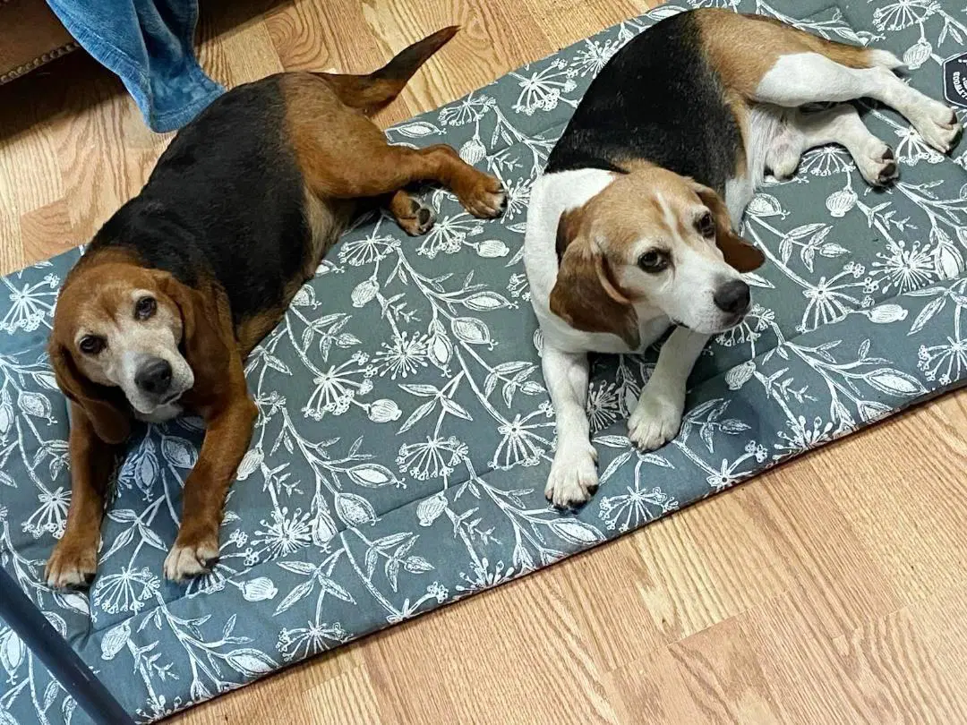 Shorty-Beagle Boy image 2