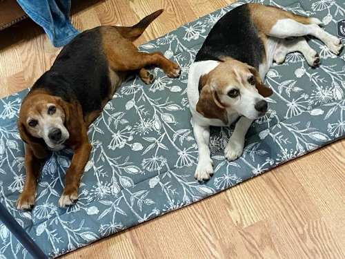 Shorty-Beagle Boy, photo 2