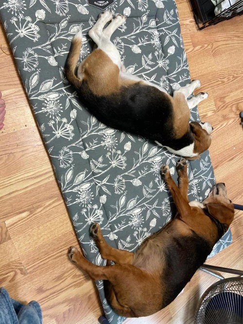 Shorty-Beagle Boy, photo 10