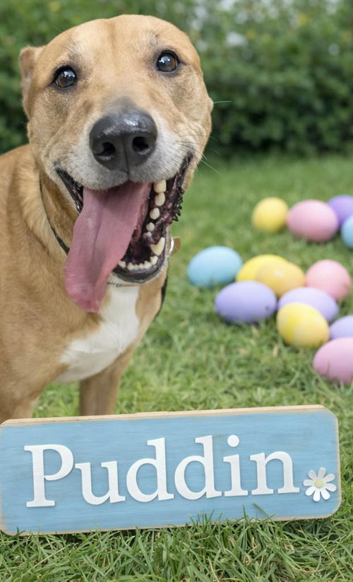 Puddin-Gentle & Loyal Girl, photo 6