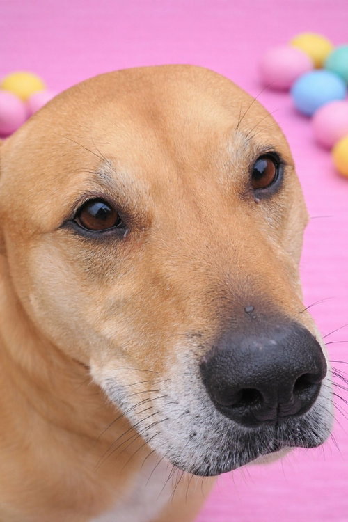 Puddin-Gentle & Loyal Girl, photo 5
