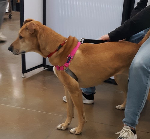Puddin-Gentle & Loyal Girl, photo 10