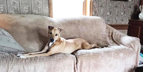 Puddin-Gentle & Loyal Girl, photo 7