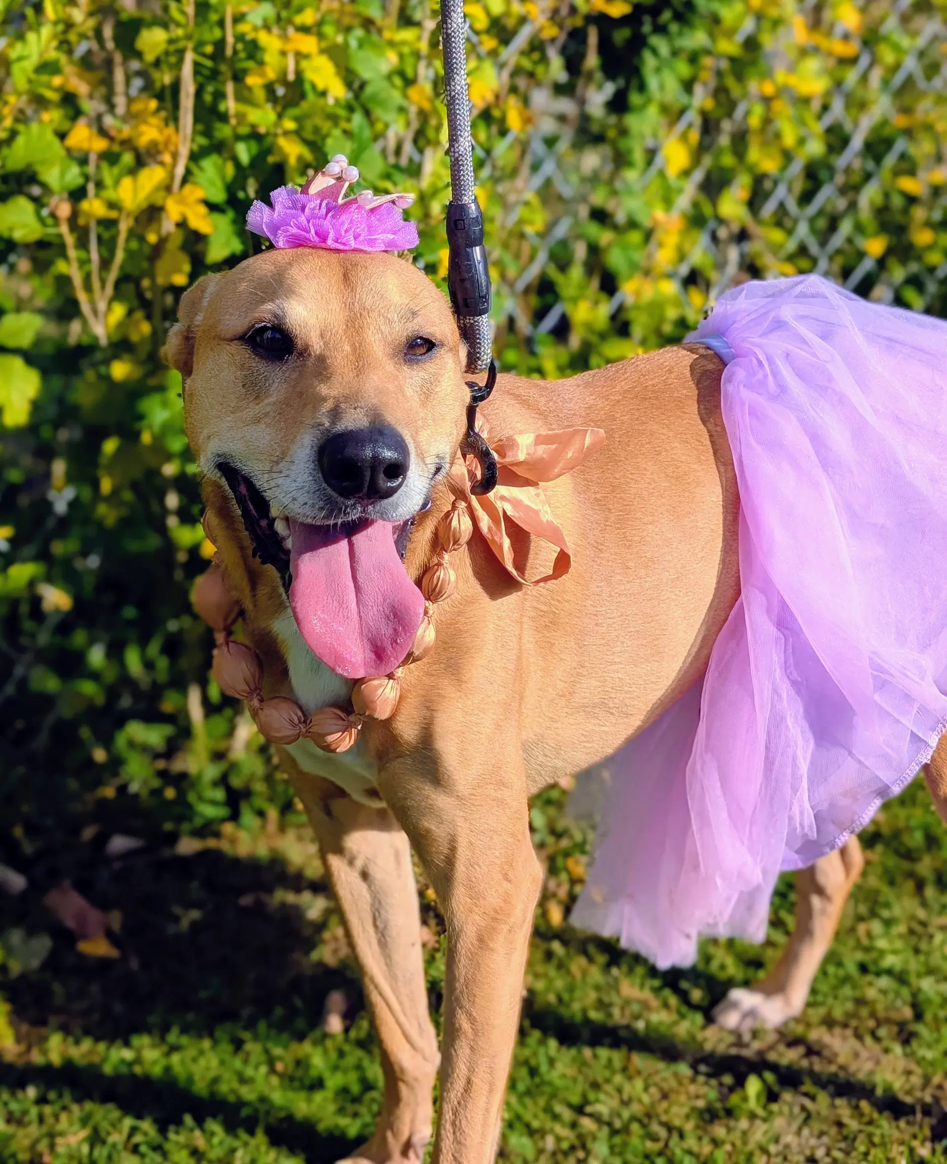 Puddin-Gentle  Loyal Girl - German Shepherd Dog