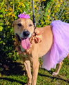 Puddin-Gentle & Loyal Girl