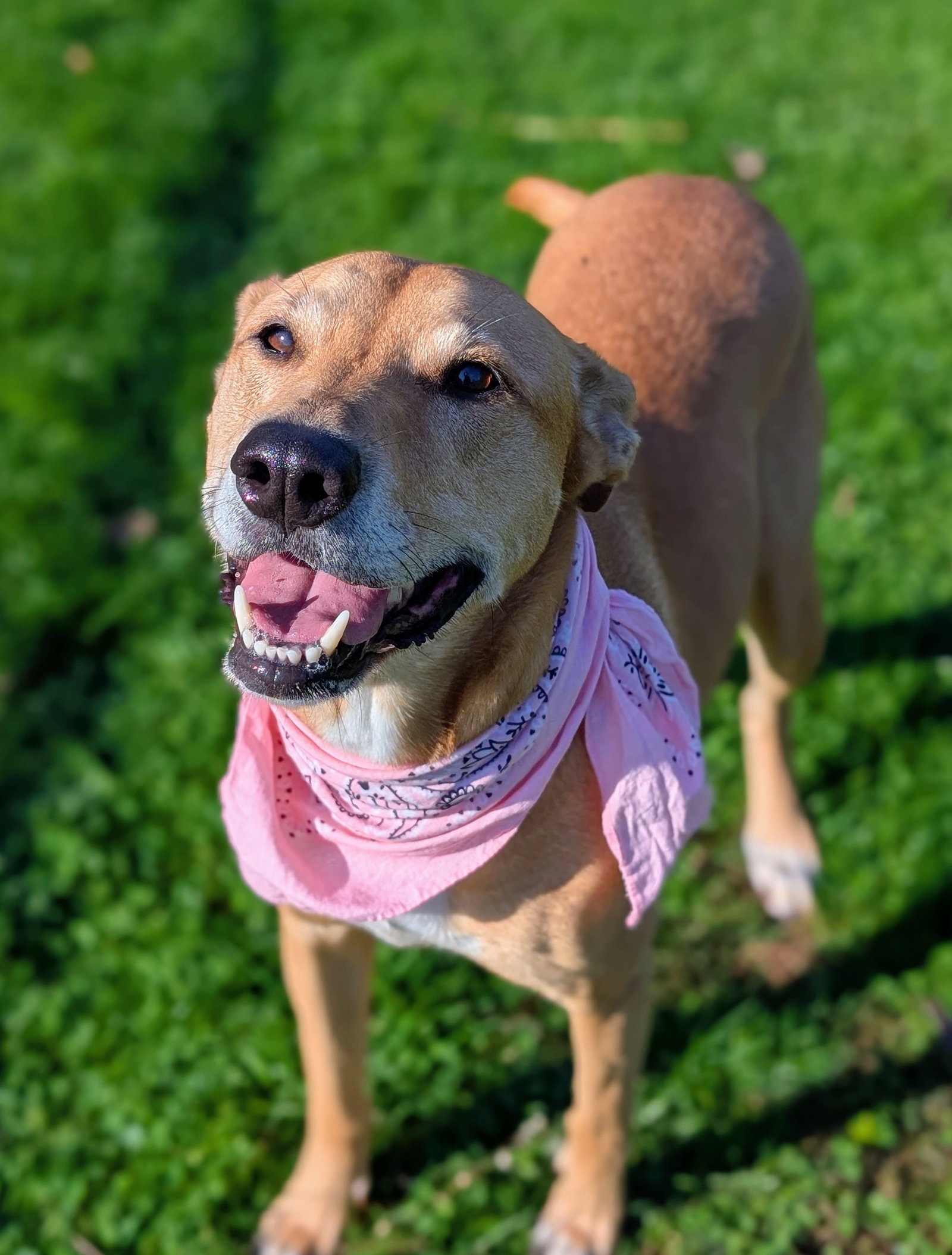 Puddin-Gentle & Loyal Girl, photo 3