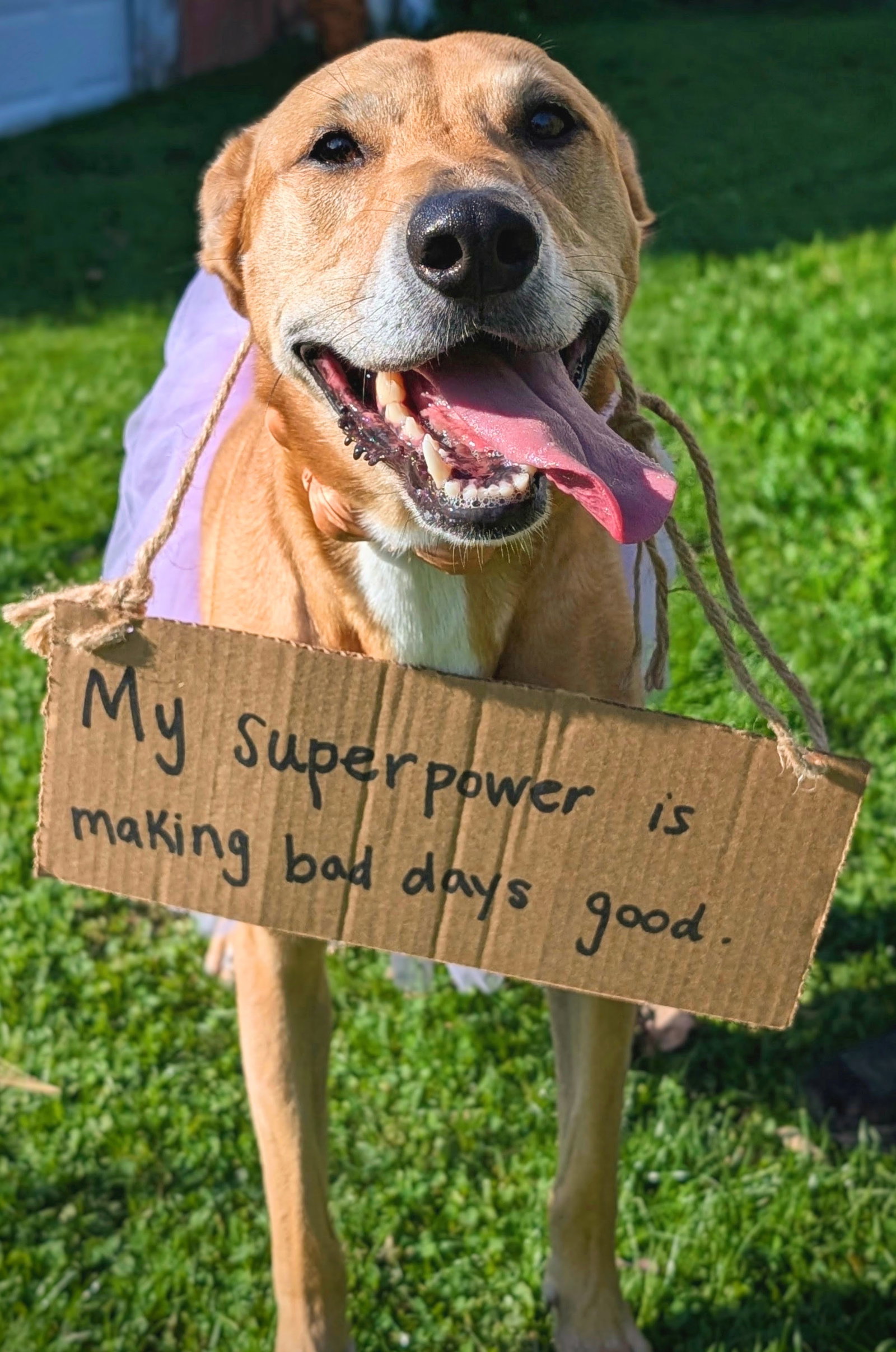 Puddin-Gentle & Loyal Girl, photo 12