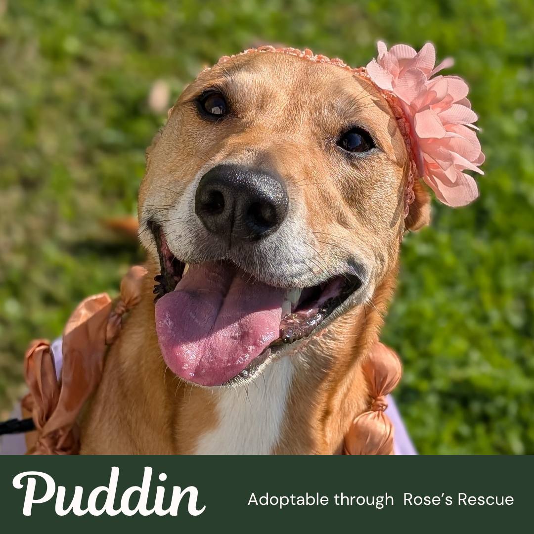 Puddin-Gentle & Loyal Girl, photo 2