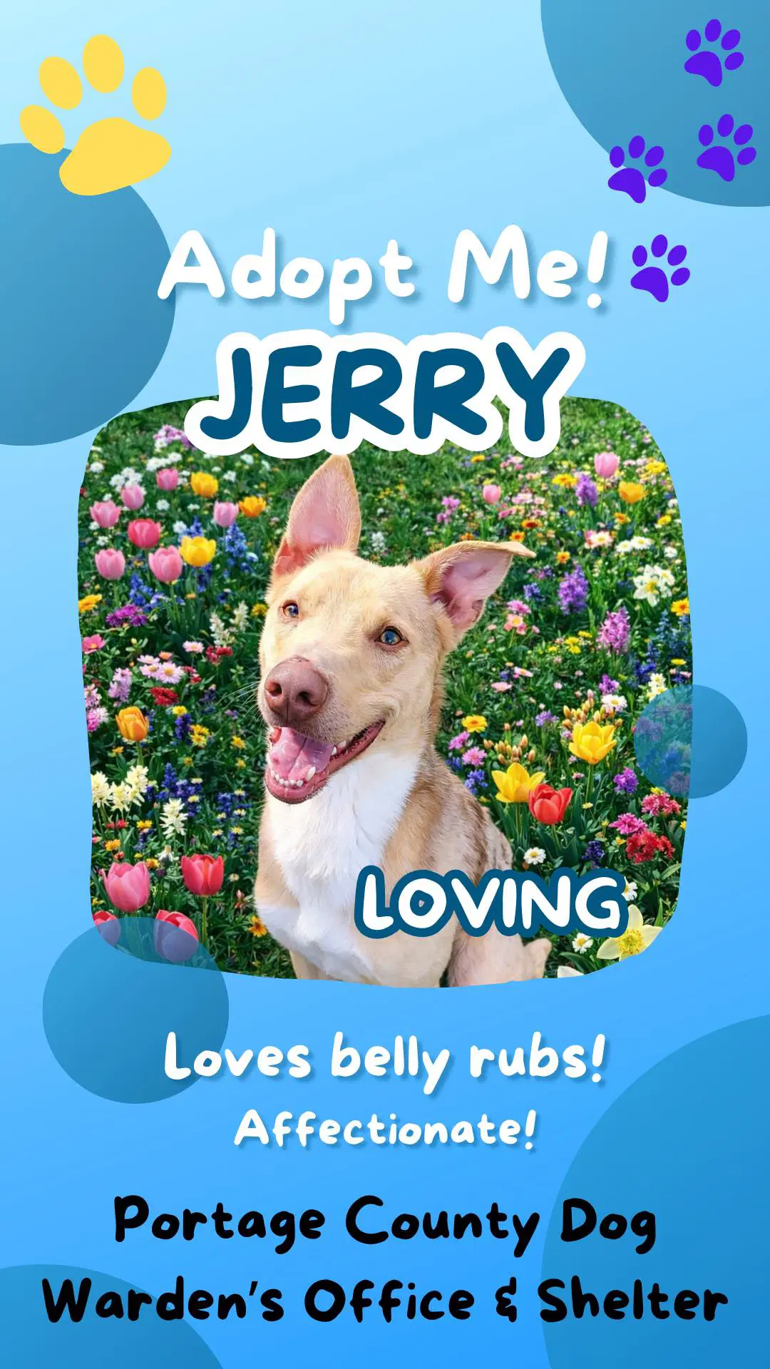 Pound Dog-Jerry  Courtesy Listing image 2