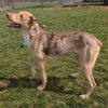 Pound Dog-Jerry #188265 Courtesy Listing