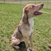 Pound Dog-Jerry #188265 Courtesy Listing