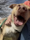 Pound Dog-Jerry #188265 Courtesy Listing
