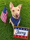 Pound Dog-Jerry #188265 Courtesy Listing