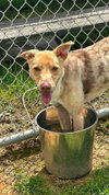 Pound Dog-Jerry #188265 Courtesy Listing
