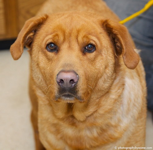 Luther - Cell Dog