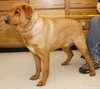 Luther - Cell Dog