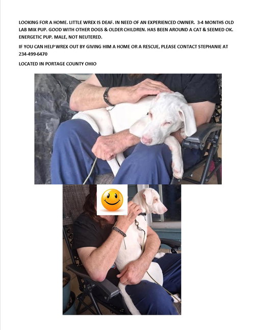 Wrex-special needs-deaf, an adoptable Labrador Retriever in Rootstown, OH