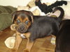 Brees