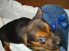 Brees