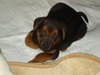 Brees